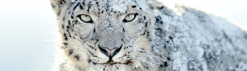 Snow Leopard