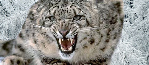 Snow Leopard i august