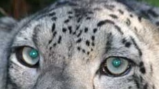 Snow Leopard